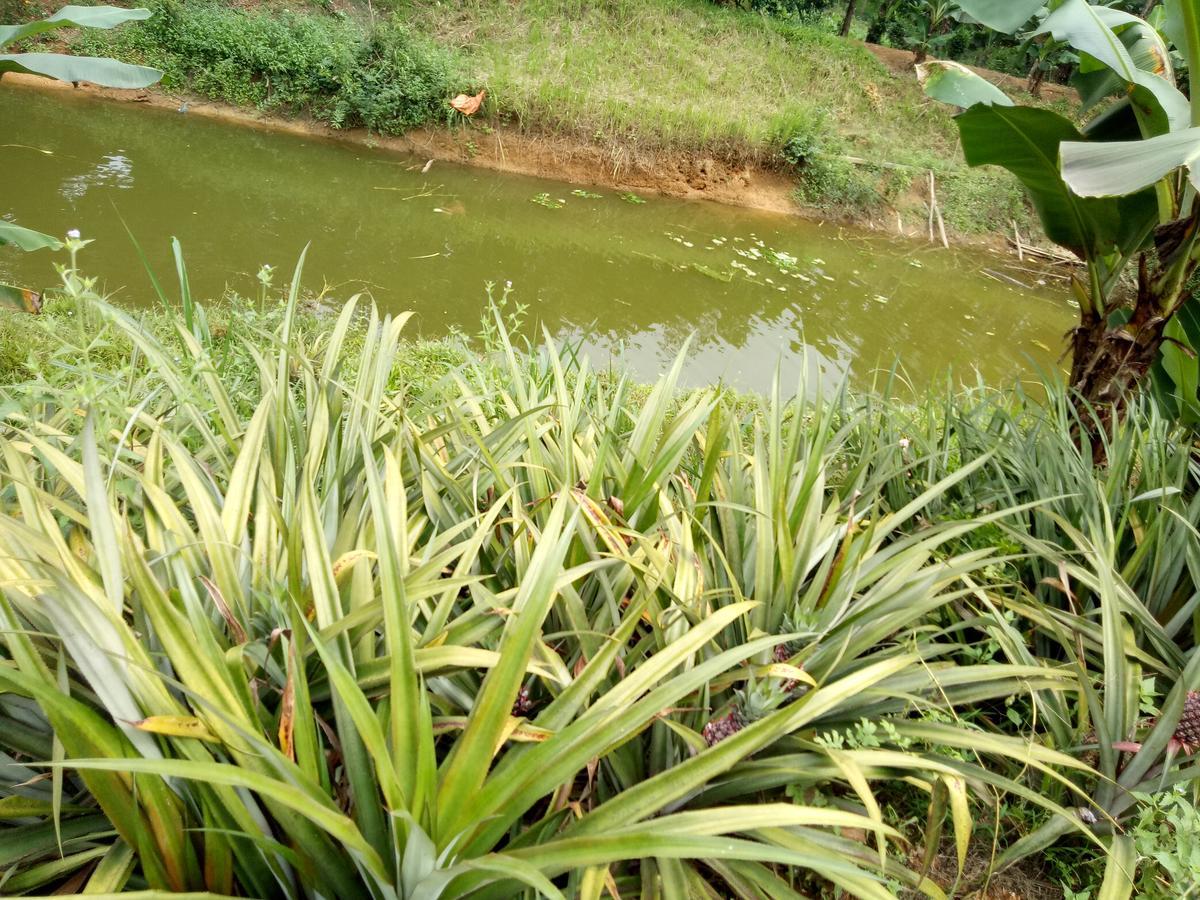 Phong Nha Rice Field Homestay Екстериор снимка