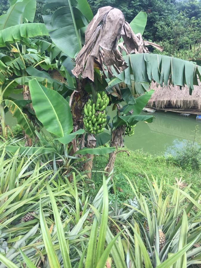 Phong Nha Rice Field Homestay Екстериор снимка