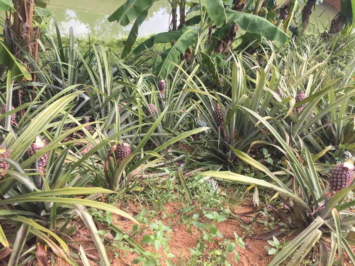 Phong Nha Rice Field Homestay Екстериор снимка