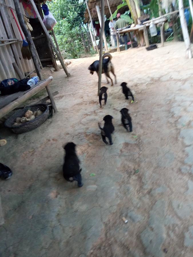 Phong Nha Rice Field Homestay Екстериор снимка